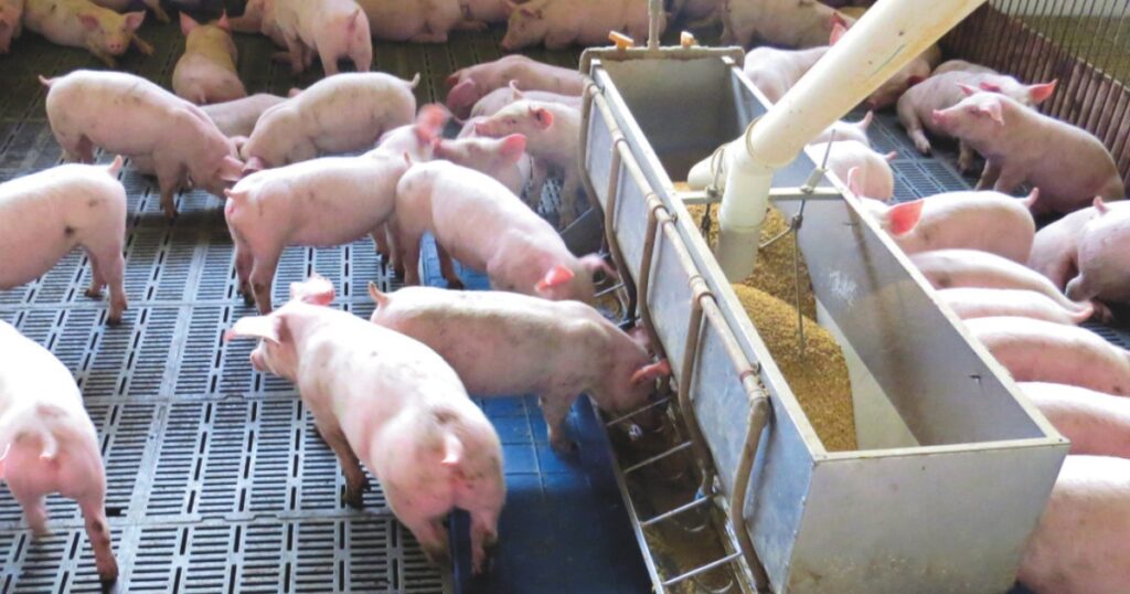mercado de carne suína