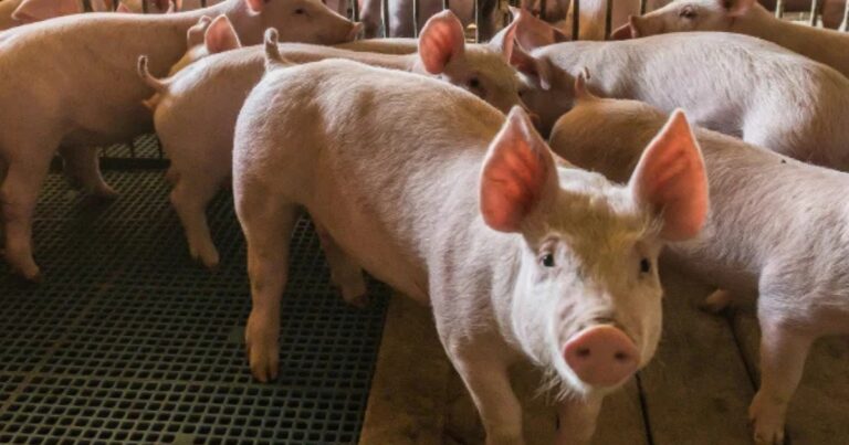 Suinocultura busca equilíbrio entre custos, demanda e competitividade no mercado de proteína