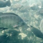 Tilapicultura ganha força e impulsiona geração de renda no País