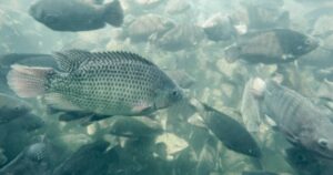 Tilapicultura ganha força e impulsiona geração de renda no País