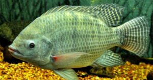 Brasil amplia potencial de exportação de tilápia com oportunidades nos EUA e na Europa, aponta Embrapa