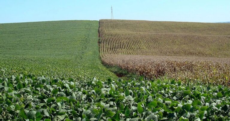 Clima favorece safra 2025/26, mas custos e volatilidade global exigem maior gestão de riscos