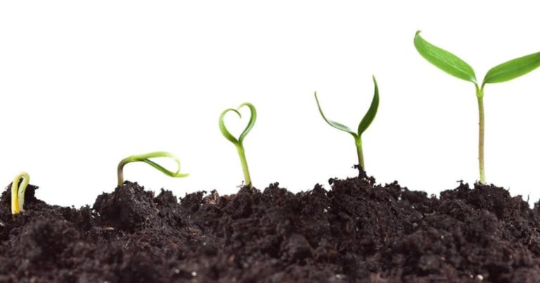 Brasil lidera avanço global da produção agrícola e impulsiona setor de nutrição vegetal