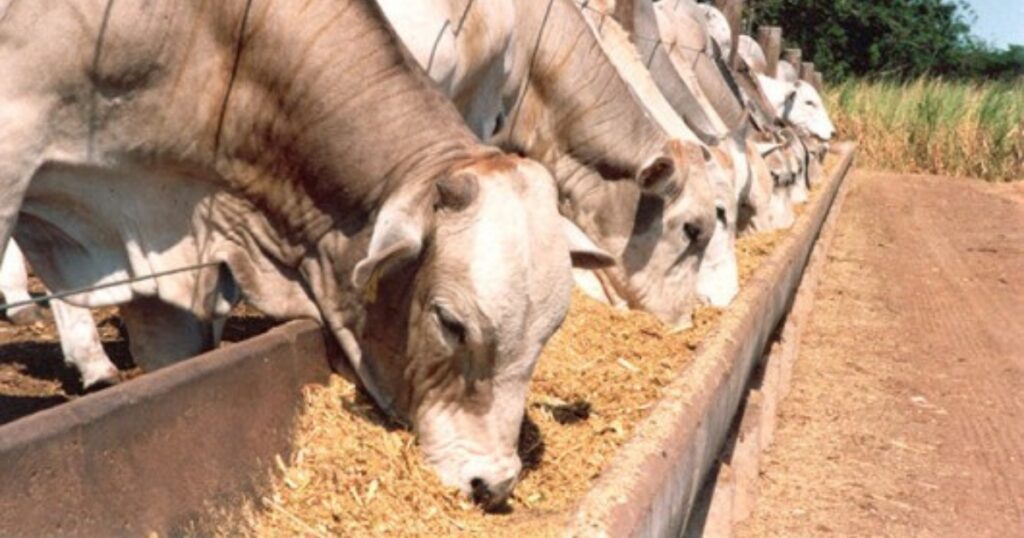 confinamento bovino