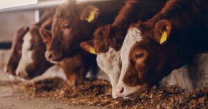 Confinamento mantém viabilidade econômica no início de 2026, aponta Cepea