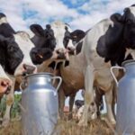 Queda no campo e alívio no varejo marcam o mercado de lácteos no fim de 2025