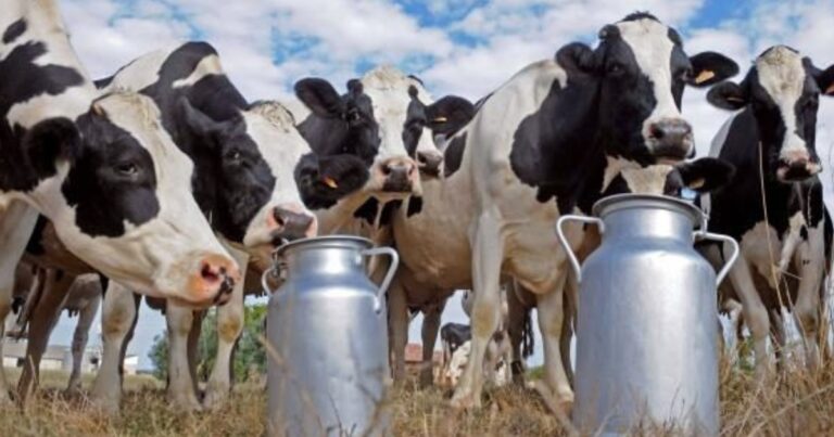 Queda no campo e alívio no varejo marcam o mercado de lácteos no fim de 2025