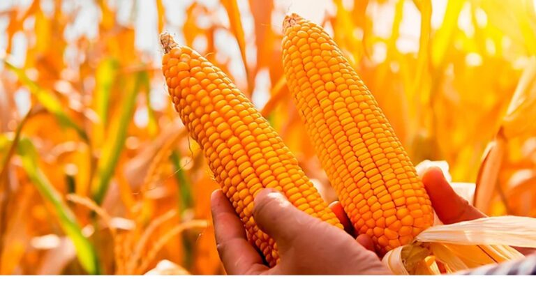 Instabilidade climática marca início do milho safrinha e eleva incerteza sobre produtividade