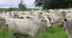 Valorização da arroba estimula investimentos em recuperação de pastagens