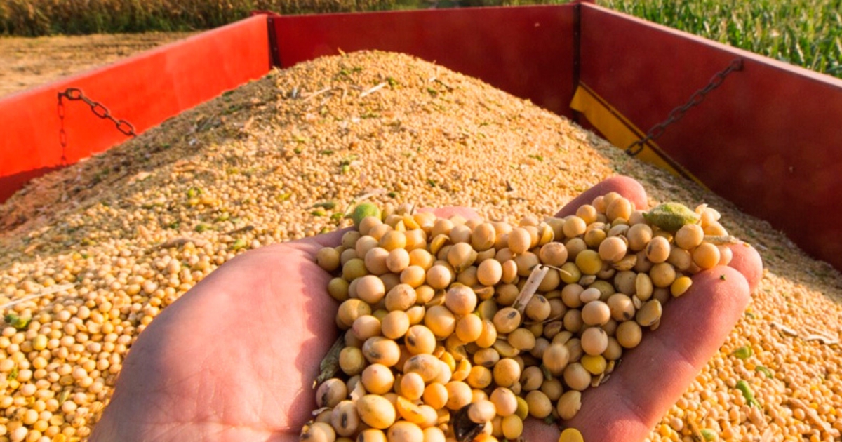 safra de soja em Mato Grosso