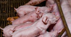 Suinocultura: Biosseguridade, economia circular e a gestão baseada em dados