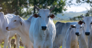 No mercado do boi gordo, atenções se voltam a demandas interna e externa aquecidas