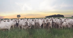 Fôlego da pecuária parece ser maior do que se imaginava