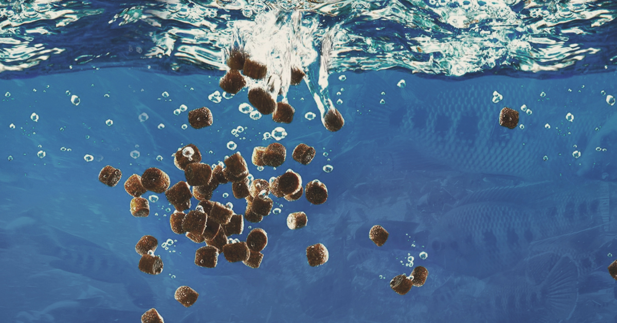 aquicultura,nutrição,peixe