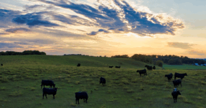 Não deixe seu verde ficar no vermelho!