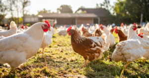 Infestação de cascudinho compromete desempenho e biosseguridade na avicultura