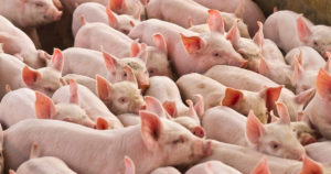 Preço do suíno vivo segue na casa dos R$ 8/kg