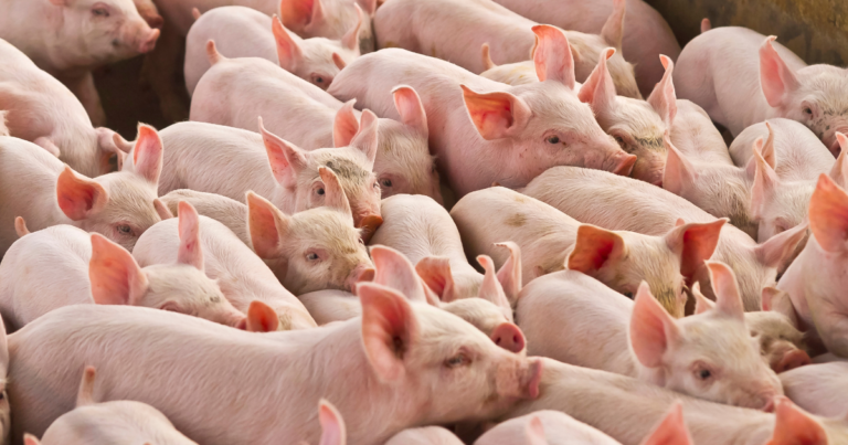 Preço do suíno vivo segue na casa dos R$ 8/kg