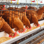 Global Eggs destaca consolidação do mercado avícola espanhol com a expansão do Grupo Hevo