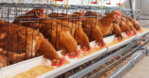 Global Eggs destaca consolidação do mercado avícola espanhol com a expansão do Grupo Hevo