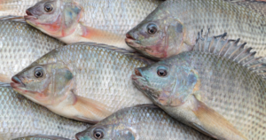 Lista de espécies exóticas invasoras da Conabio! Uma insensatez