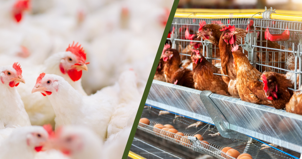 mercado avícola,frango,ovos
