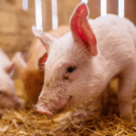 Programa de Educação Política reúne lideranças cooperativistas em SC