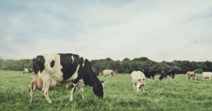 Leite orgânico oscila entre o potencial e os desafios