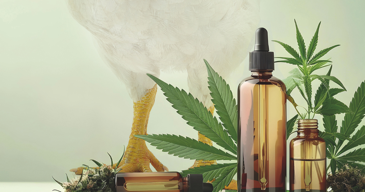 avicultura,canabidiol,CBD