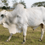 Mercado do boi gordo mantém estabilidade nas principais praças produtoras