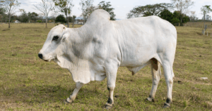 Mercado do boi gordo mantém estabilidade nas principais praças produtoras