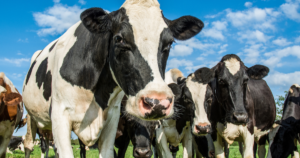 Mercado do leite mantém trajetória de baixa em novembro, aponta Cileite