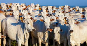 Nelore Next apresenta a pecuária a uma nova geração de futuros líderes