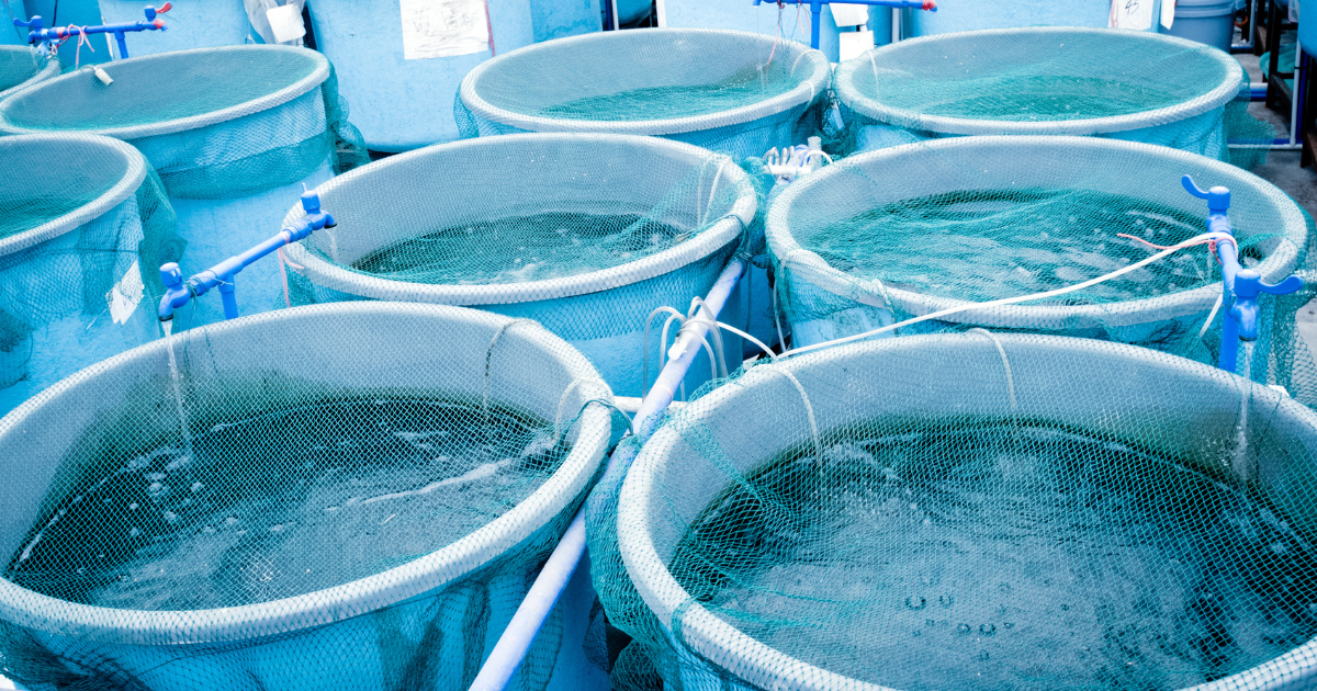 aquicultura,sustentabilidade,sanidade