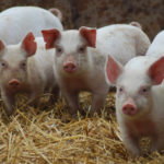Coinfecções respiratórias avançam e ampliam perdas na suinocultura