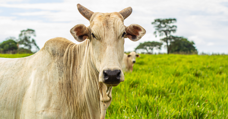 Reposição bovina segue lenta, com oscilações regionais e impacto direto na relação de troca