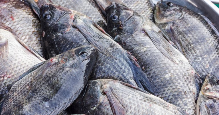 COP 30: As oportunidades abertas para o setor de pescado