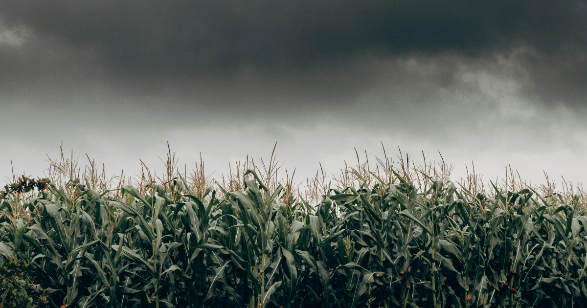 BNDES,crédito,rural,BNDES aprova R$ 5,2 bilhões para produtores rurais impactados por eventos climáticos,com foco em agricultores familiares,médios produtores e cooperativas.