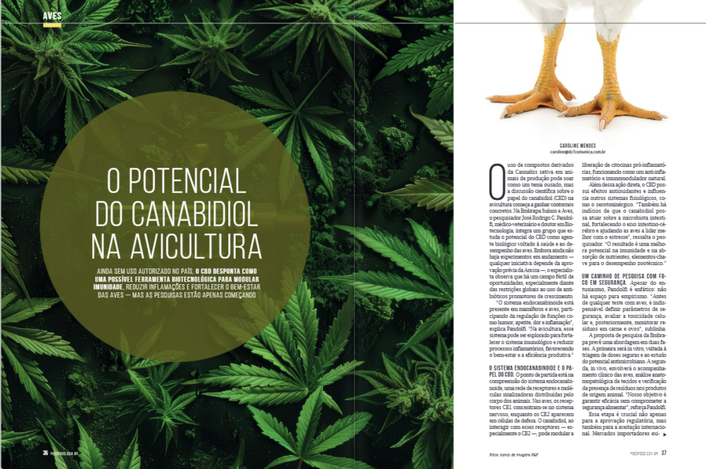 avicultura,canabidiol,CBD