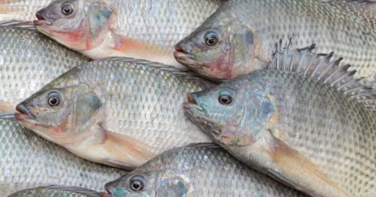 tilapicultura,aquacultura,piscicultura