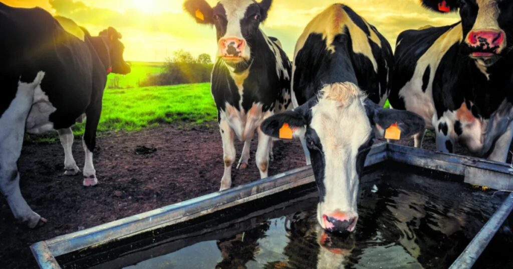 eficiência hídrica na produção animal