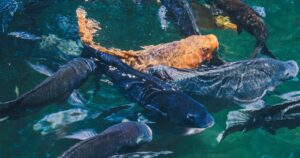 Aquicultura cresce e amplia espaço na cadeia de proteínas no Brasil