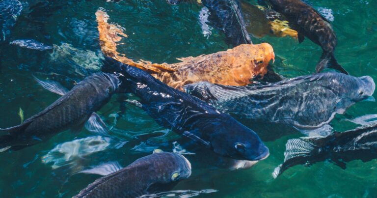 Aquicultura cresce e amplia espaço na cadeia de proteínas no Brasil