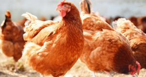 Produção de ovos em São Paulo cresce 7% e faturamento alcança R$ 7,2 bilhões em 2025