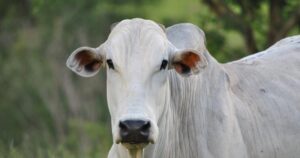 Escalas mais curtas sustentam cotações do boi gordo no início de 2026