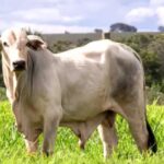 Cargill Nutrição e Saúde Animal lança o Probeef ILP