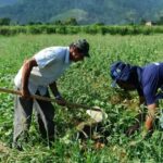CNA analisa efeitos da reforma tributária sobre o agronegócio em seminário no Rio Grande do Sul