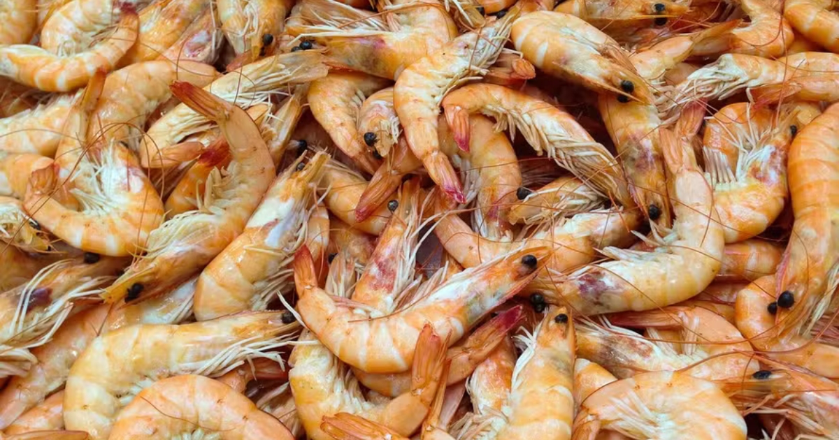 camarão cultivado