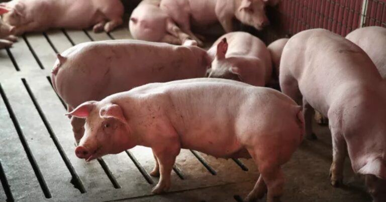 Quedas chegam a 20% no preço do suíno em janeiro, aponta Cepea