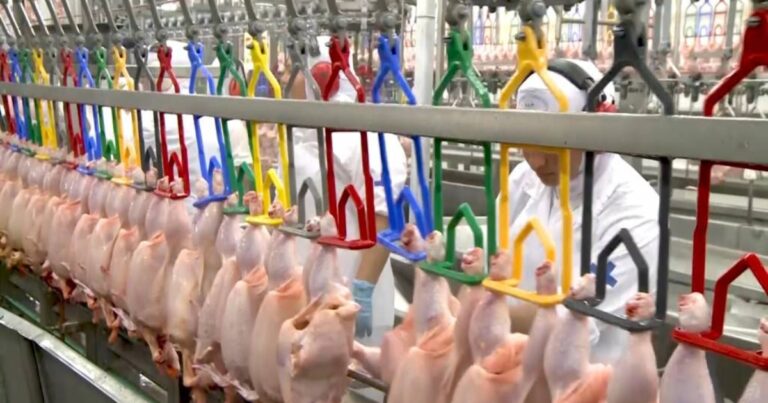 Agropecuária cresce 11,7% e puxa crescimento da economia em 2025